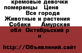 кремовые девочки померанцы › Цена ­ 30 000 - Все города Животные и растения » Собаки   . Амурская обл.,Октябрьский р-н